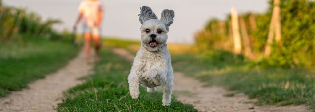 Shih Tzu Steckbrief Charakter Und Pflege Hunderasse