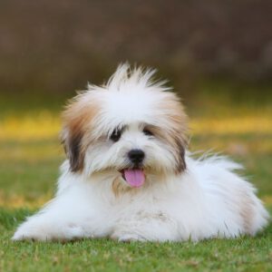 Shih Tzu Steckbrief Charakter Und Pflege Hunderasse