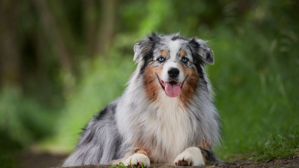 Australian Shepherd - Hunderasse - WaldiBello