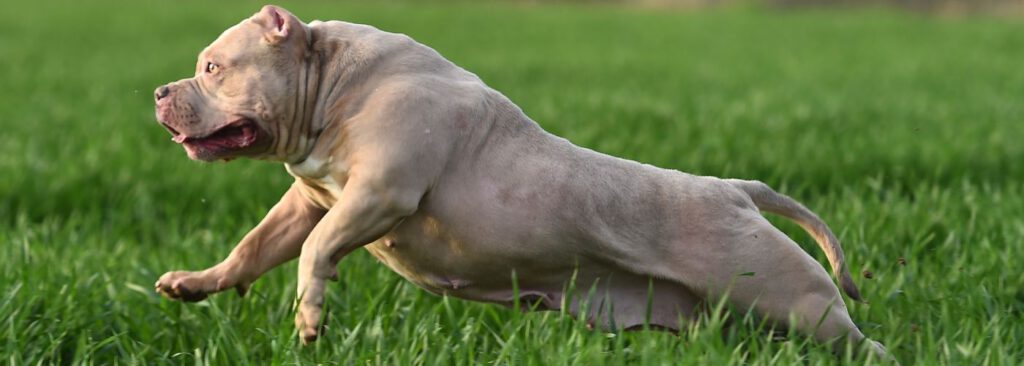 Amerikanische Bulldogge - WaldiBello