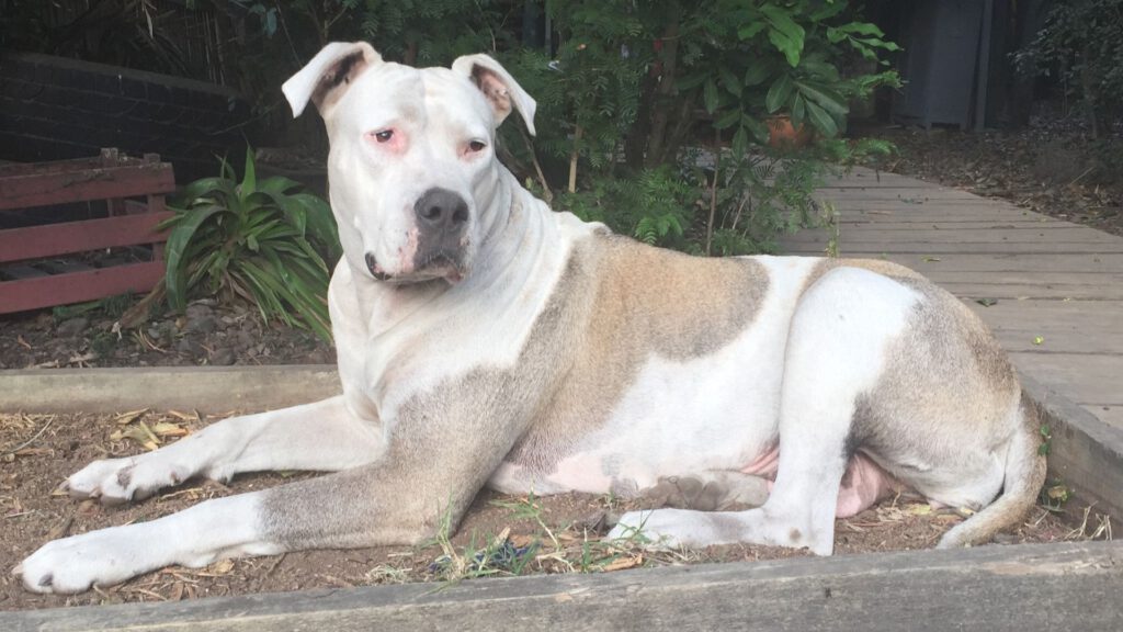 Amerikanische Bulldogge - Merkmale und Pflege der Hunderasse