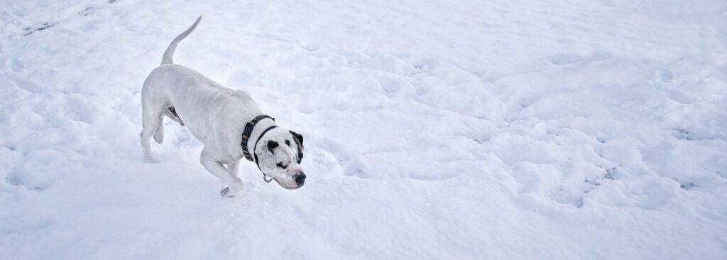 Amerikanische Bulldogge - WaldiBello