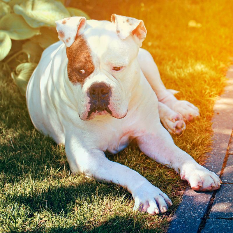 Amerikanische Bulldogge