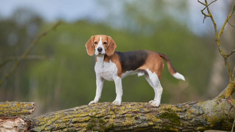 Beagle - Steckbrief und Pflege - WaldiBello