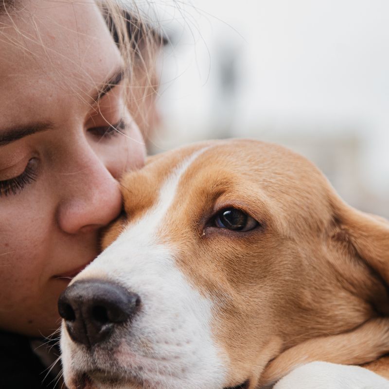 Beagle - Steckbrief und Pflege - WaldiBello