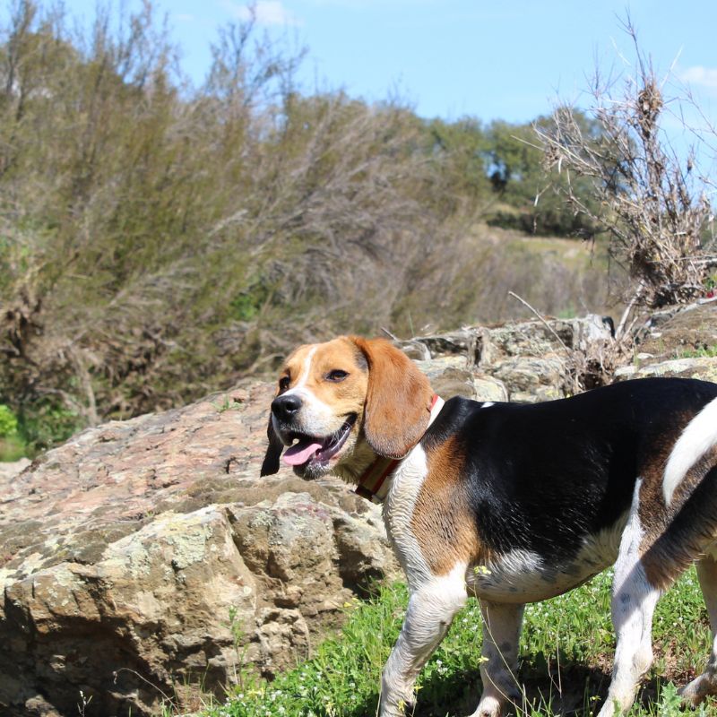 Beagle - Steckbrief und Pflege - WaldiBello