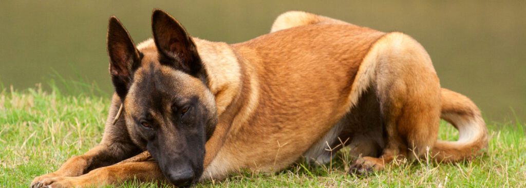 Belgischer Schäferhund - WaldiBello