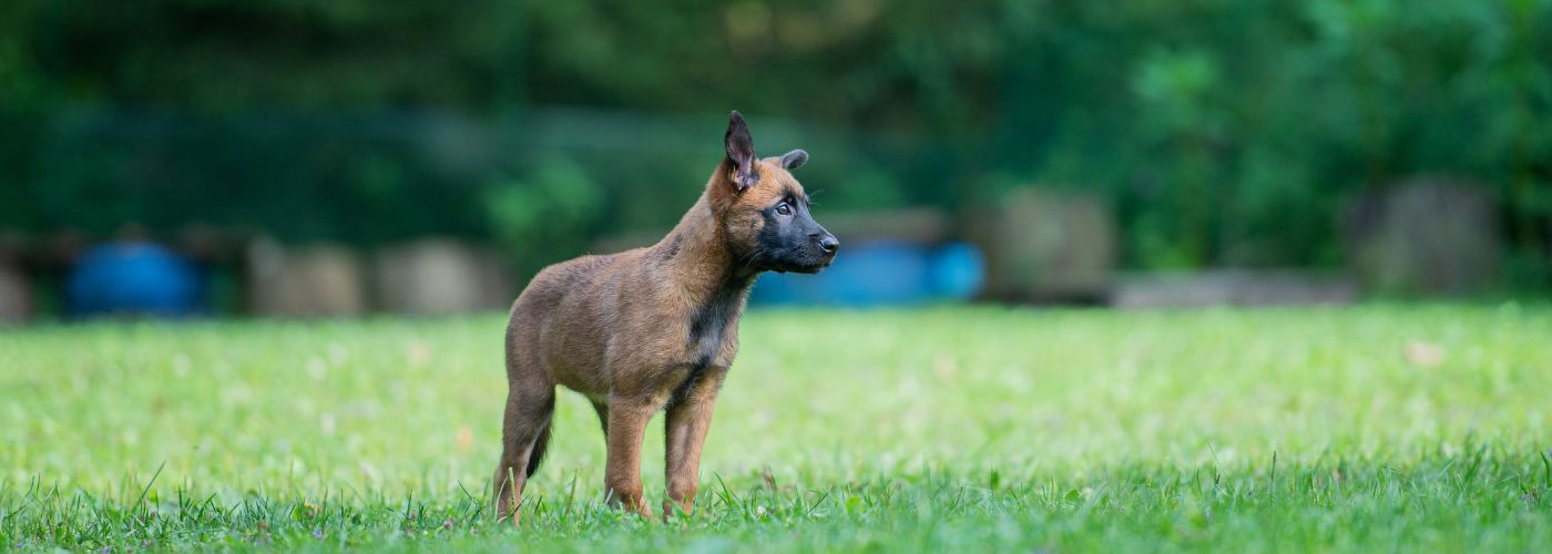 Belgischer Schäferhund - WaldiBello