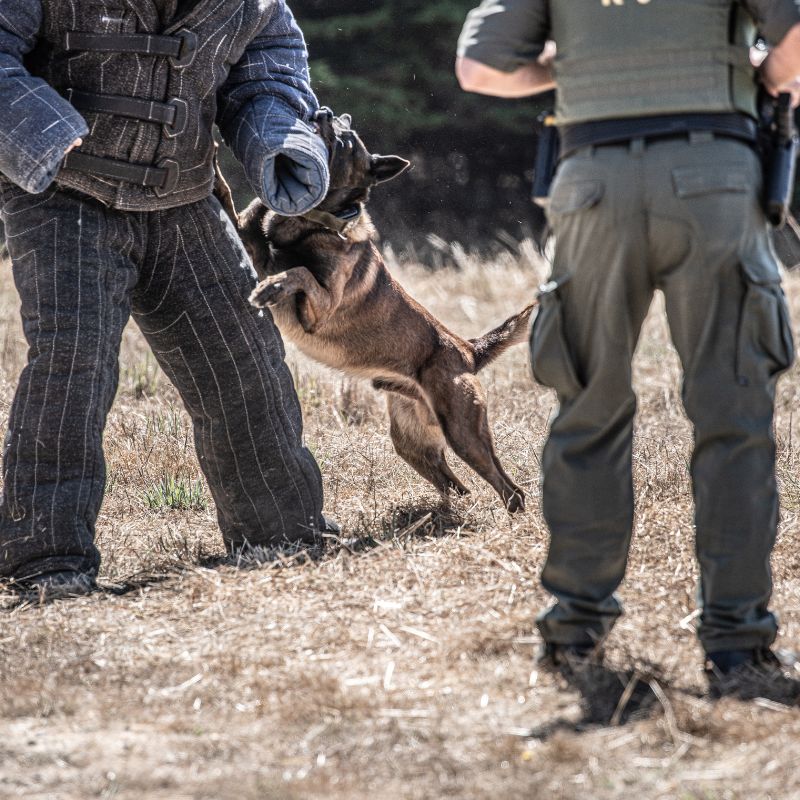 Belgischer Schäferhund - WaldiBello