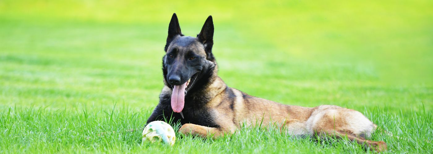 Belgischer Schäferhund - WaldiBello