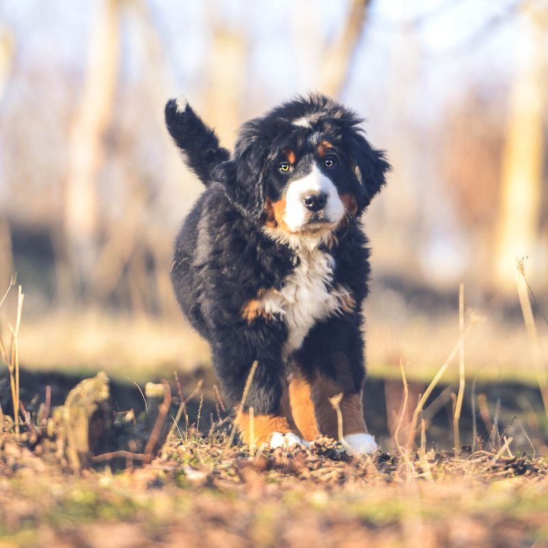 Berner Sennenhund - WaldiBello