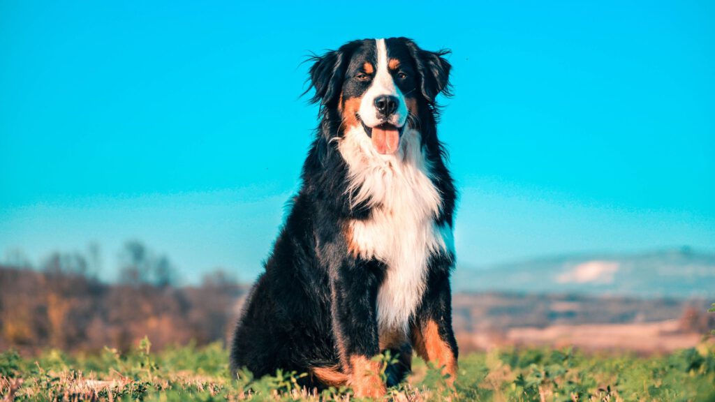 Berner Sennenhund - WaldiBello