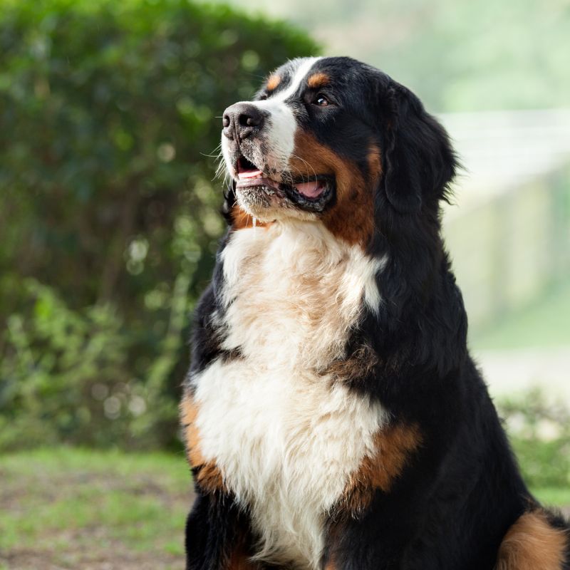 Berner Sennenhund - WaldiBello