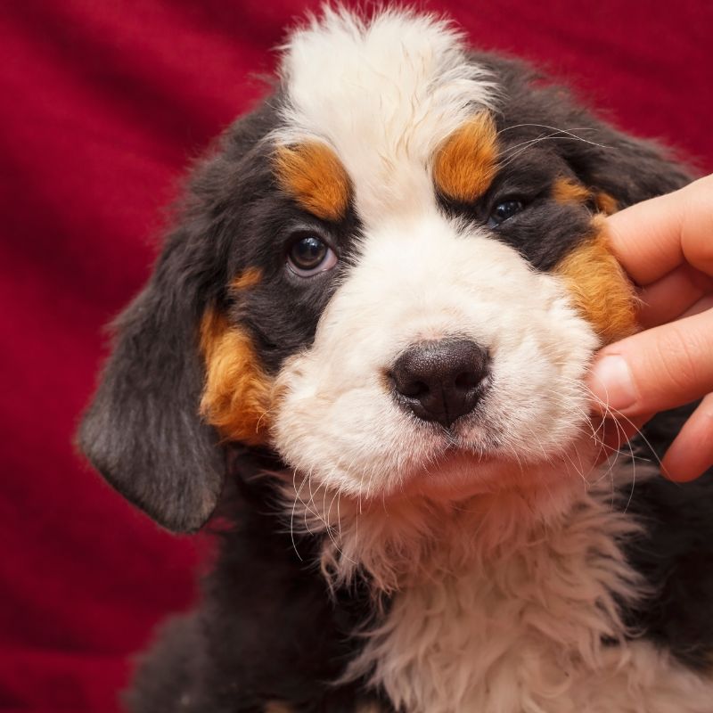 Berner Sennenhund - WaldiBello