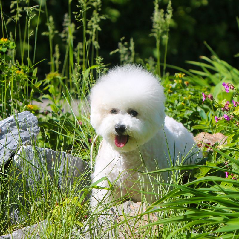 Bichon Frisé - Steckbrief und Pflege - WaldiBello