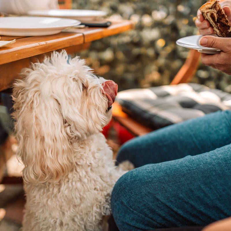 Bichon Frisé - Steckbrief und Pflege - WaldiBello