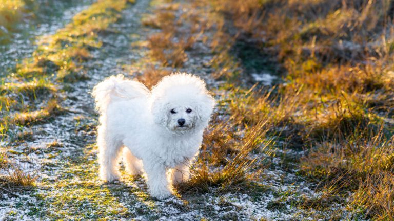 Bichon Frisé - Steckbrief und Pflege - WaldiBello