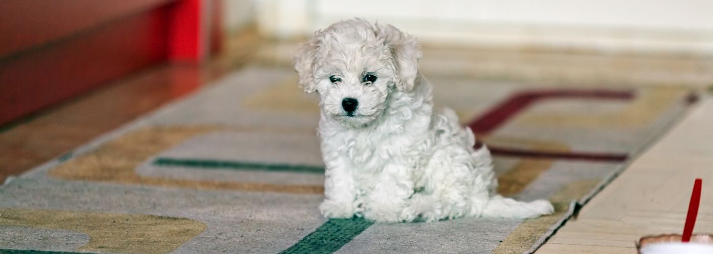 Bichon Frisé - Steckbrief und Pflege - WaldiBello