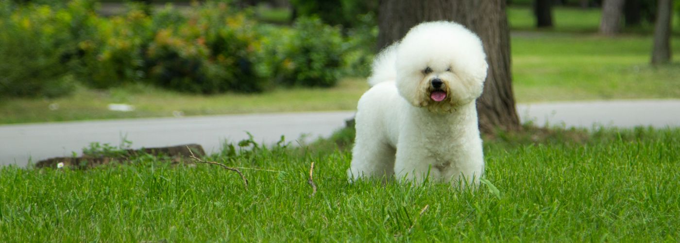 Bichon Frisé - Steckbrief und Pflege - WaldiBello