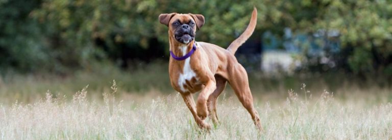 Boxer - Steckbrief, Charakter, Aussehen, Gewicht und Pflege