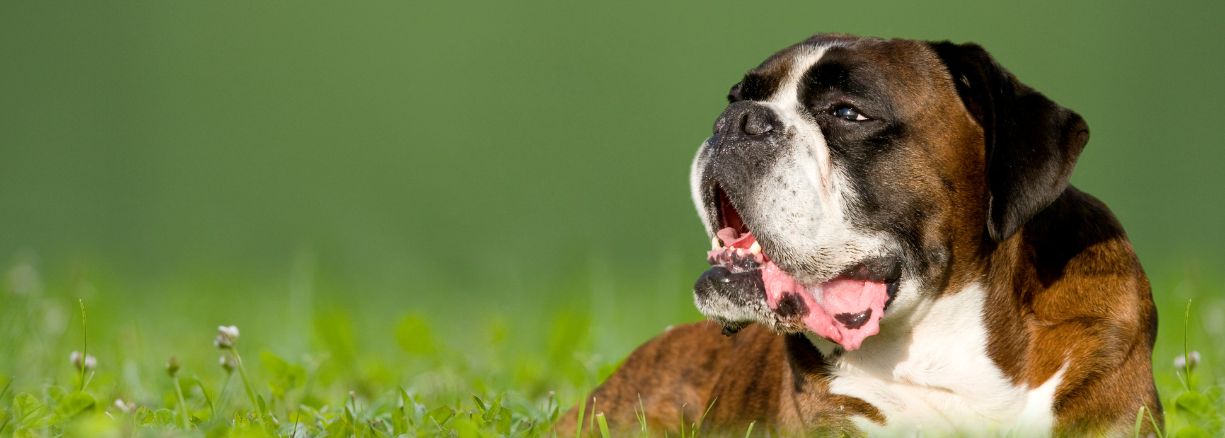 Boxer - Steckbrief und Pflege - WaldiBello