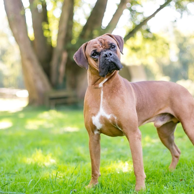 Boxer - Steckbrief und Pflege - WaldiBello