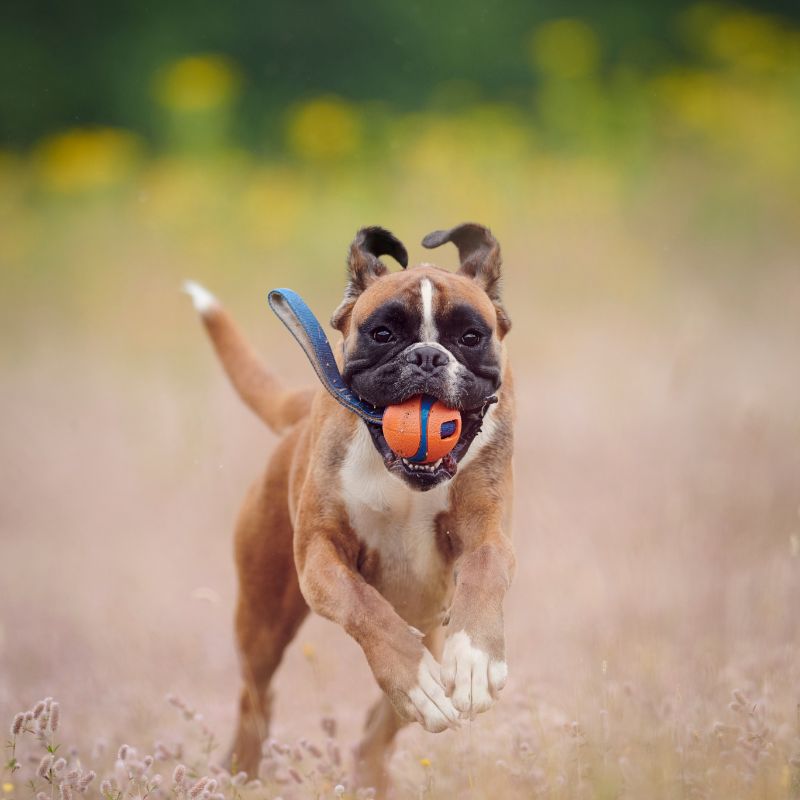 Boxer - Steckbrief und Pflege - WaldiBello