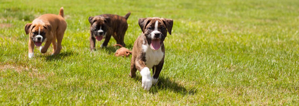 Boxer - Steckbrief und Pflege - WaldiBello