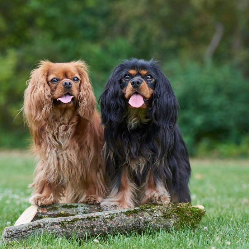 Cavalier King Charles Spaniel - WaldiBello