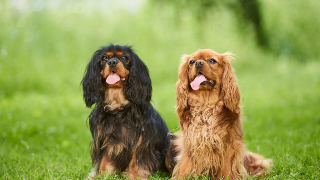 Cavalier King Charles Spaniel - WaldiBello