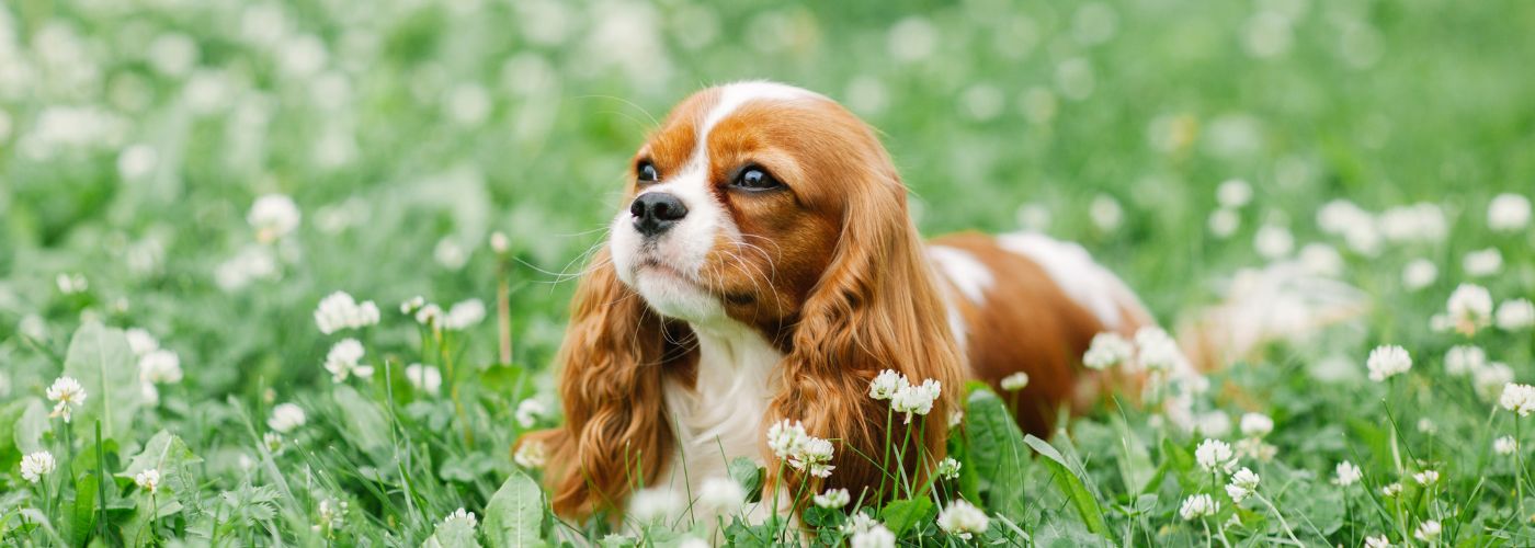 Cavalier King Charles Spaniel - WaldiBello