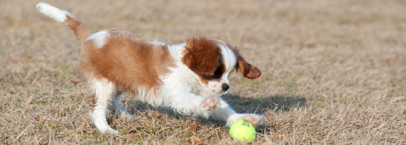 Cavalier King Charles Spaniel - WaldiBello