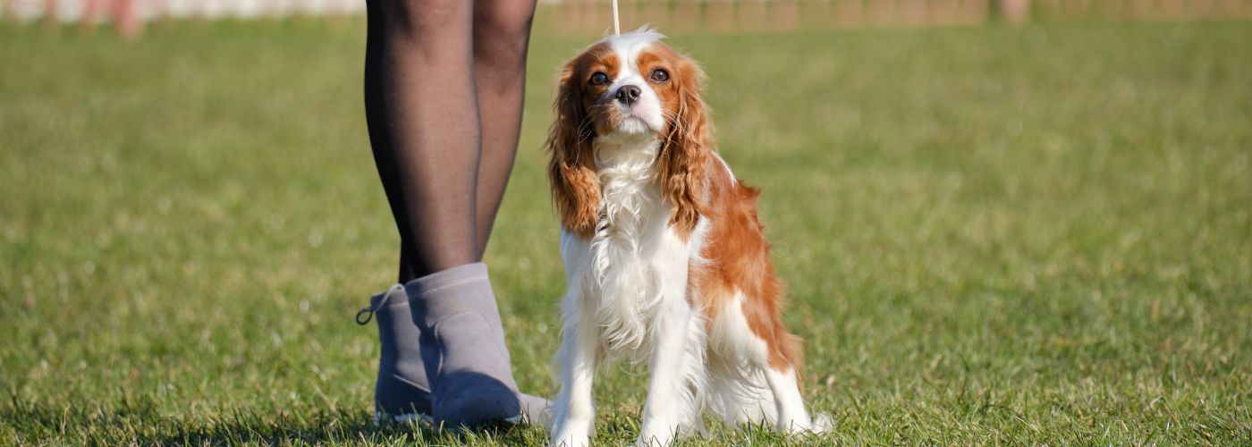 Cavalier King Charles Spaniel - WaldiBello