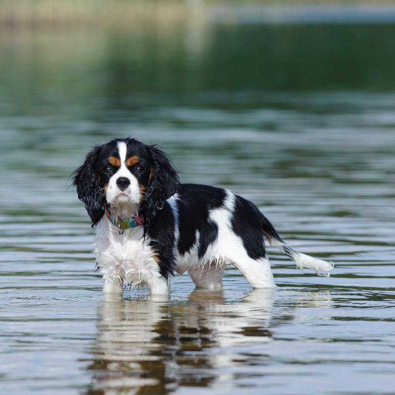 Cavalier King Charles Spaniel - WaldiBello