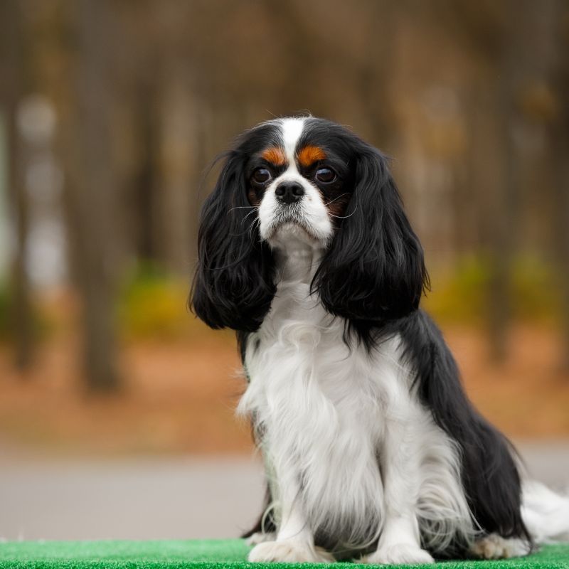 Cavalier King Charles Spaniel - WaldiBello