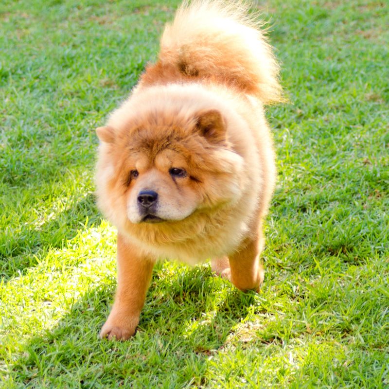 Chow Chow - WaldiBello