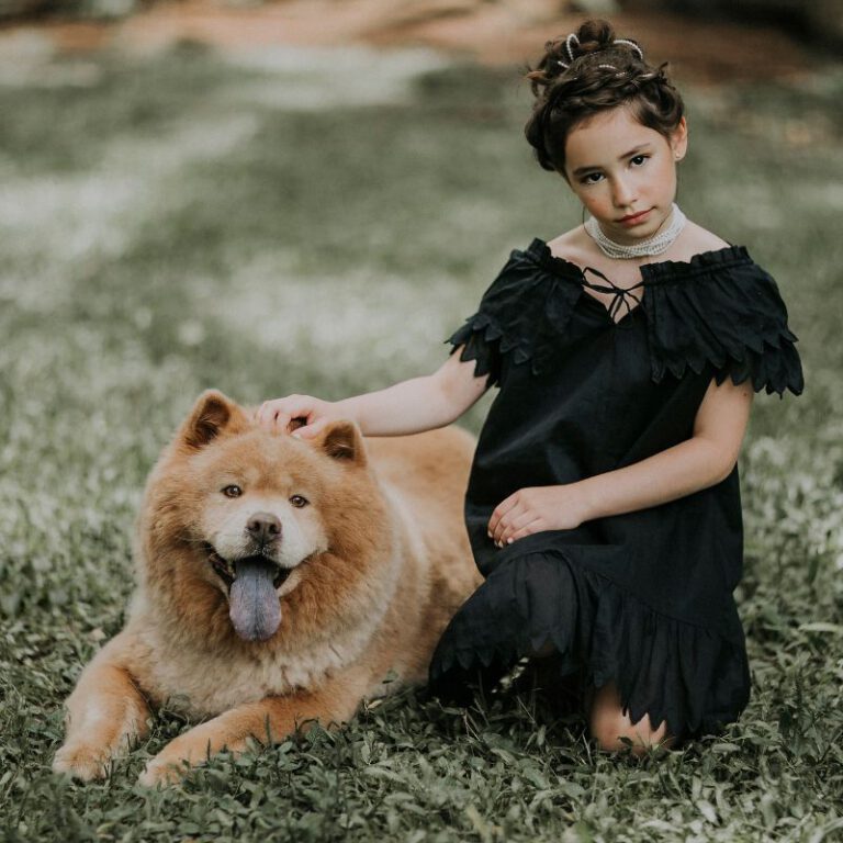 Chow Chow Steckbrief, Charakter und Pflege Wissenswertes