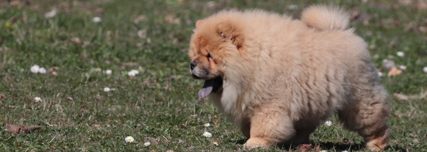 schwarze Chow Chow Mischung