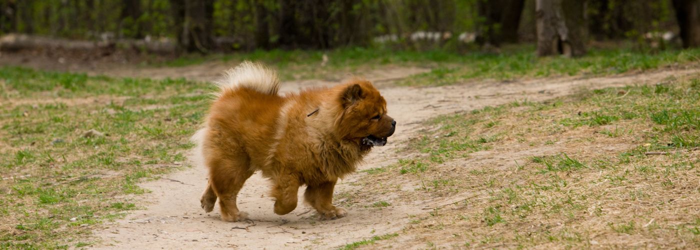 Chow Chow - WaldiBello