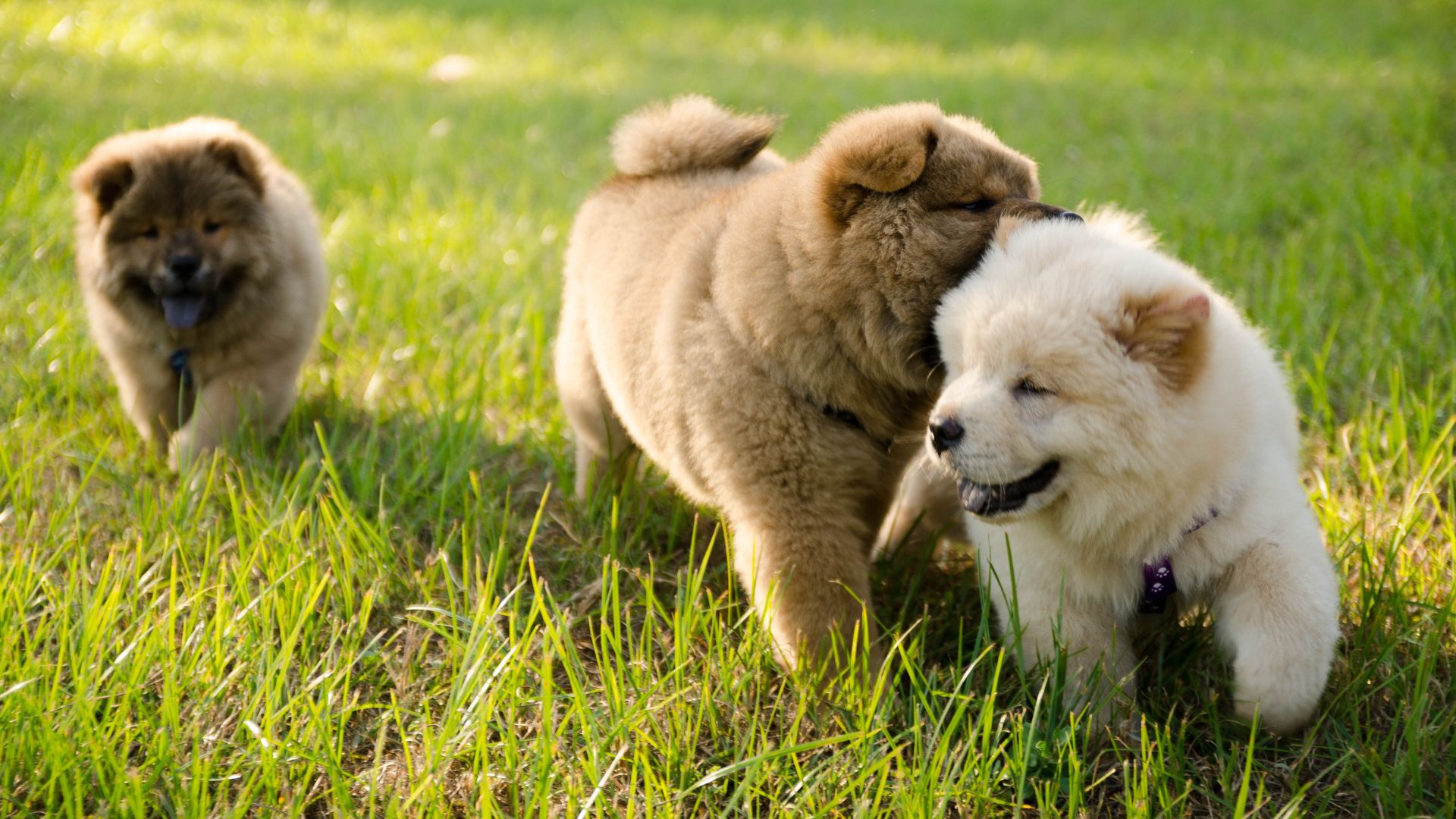 schwarze Chow Chow Mischung