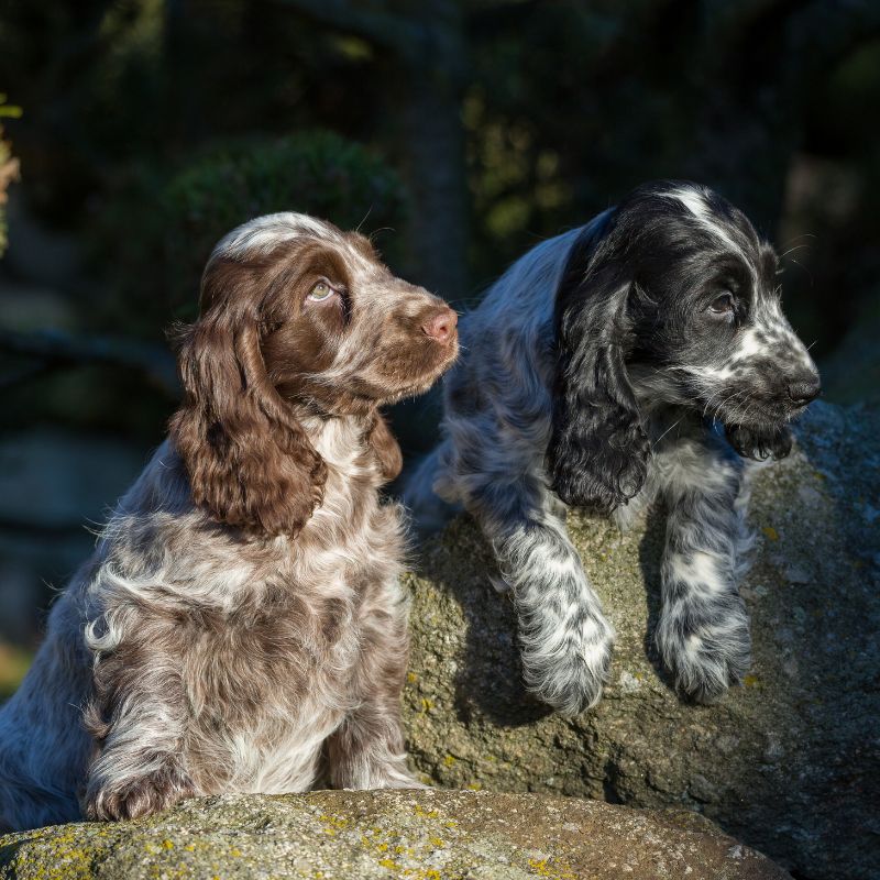 Cocker Spaniel - Steckbrief und Pflege - WaldiBello