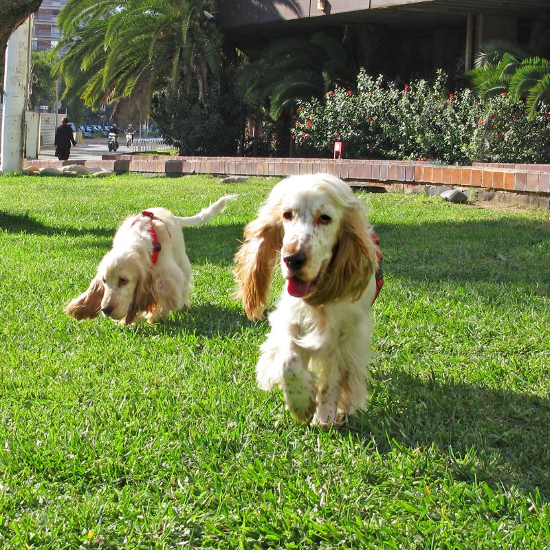 Cocker Spaniel - Steckbrief und Pflege - WaldiBello