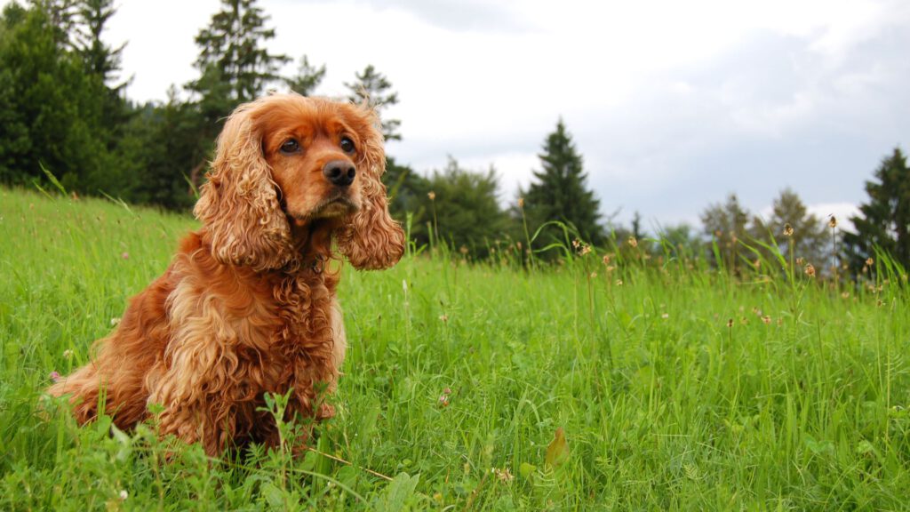 Cocker Spaniel - Steckbrief und Pflege - WaldiBello