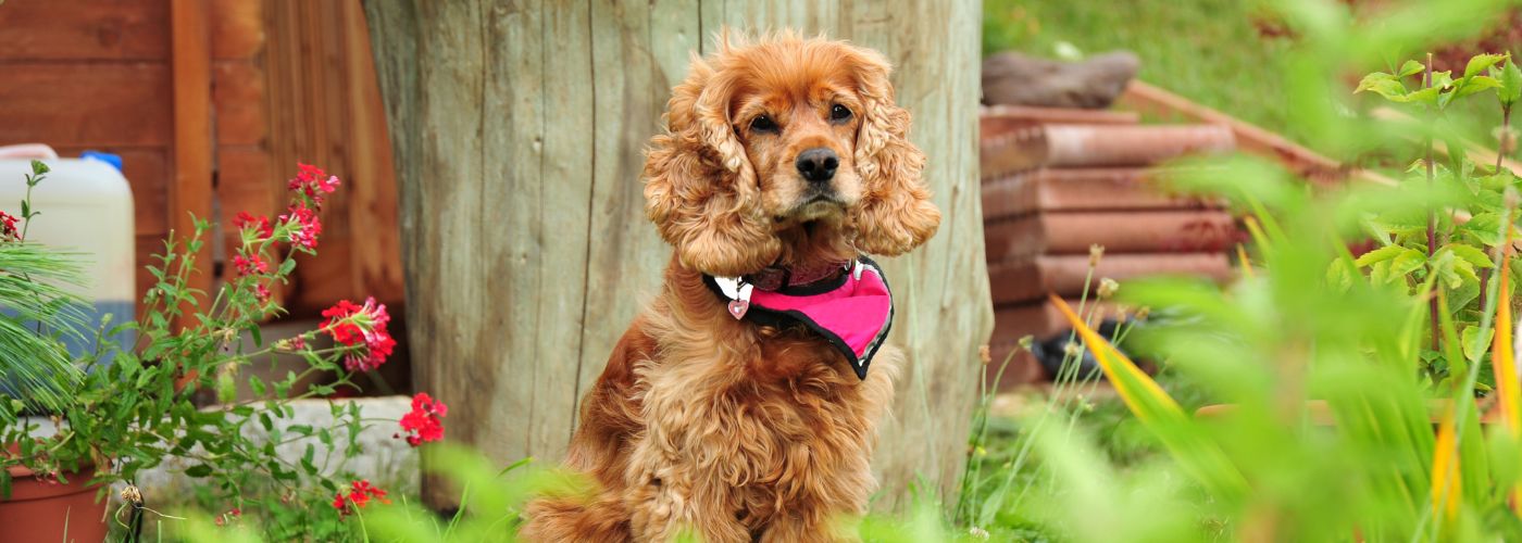 Cocker Spaniel - Steckbrief und Pflege - WaldiBello