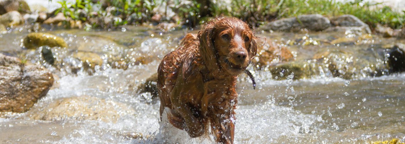 Cocker Spaniel - Steckbrief und Pflege - WaldiBello