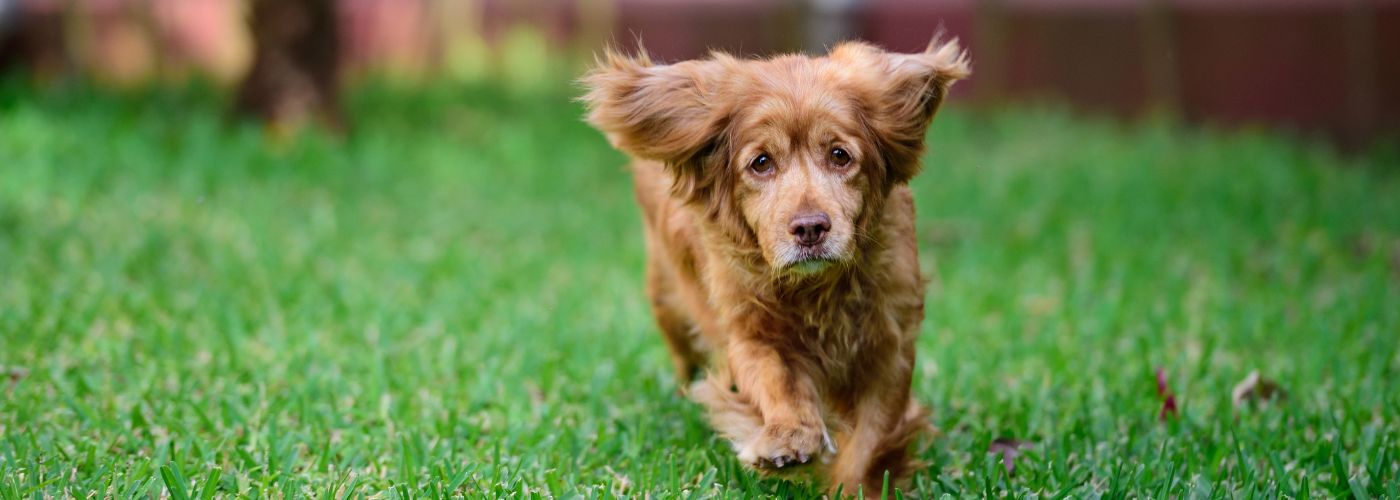 Cocker Spaniel - Steckbrief und Pflege - WaldiBello