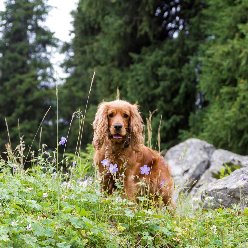 Cocker Spaniel - Steckbrief und Pflege - WaldiBello