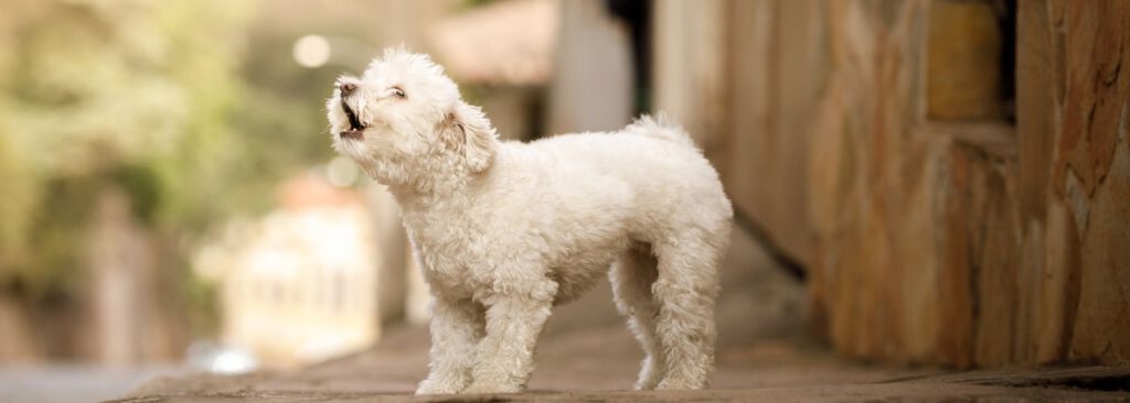 Dem Hund das Bellen abgewöhnen - WaldiBello