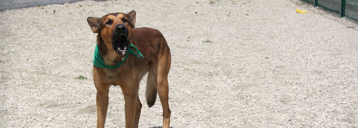 Dem Hund das Bellen abgewöhnen - WaldiBello