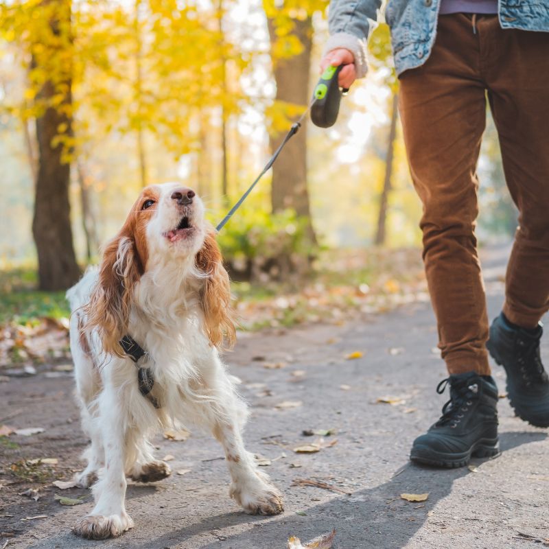 Dem Hund das Bellen abgewöhnen - WaldiBello